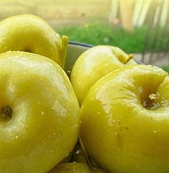 Яблоки моченые, вес, рынок на Рахова, ИП Ульянова, точа 124а