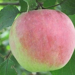 Яблоки "Успенское", кисло-сладкие, Краснодар , вес, Фрукты и Овощи, точка №70А 
