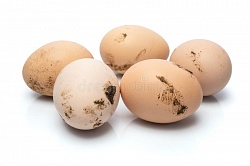 Яйцо куриное С1,фермерское, Балашов,  10 шт/упак.,  рынок Рахова, ИП Акопян, точка №31